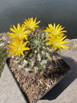 Preview: Weingartia riograndensis